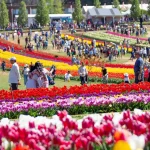 Lễ hội Hoa Tulip - Trải nghiệm tuyệt vời "đốn tim" mọi du khách