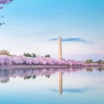 Say đắm trước vẻ đẹp của mùa hoa anh đào ở Washington DC