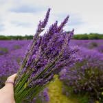 Mê mẩn trước sắc tím của mùa hoa Lavender London