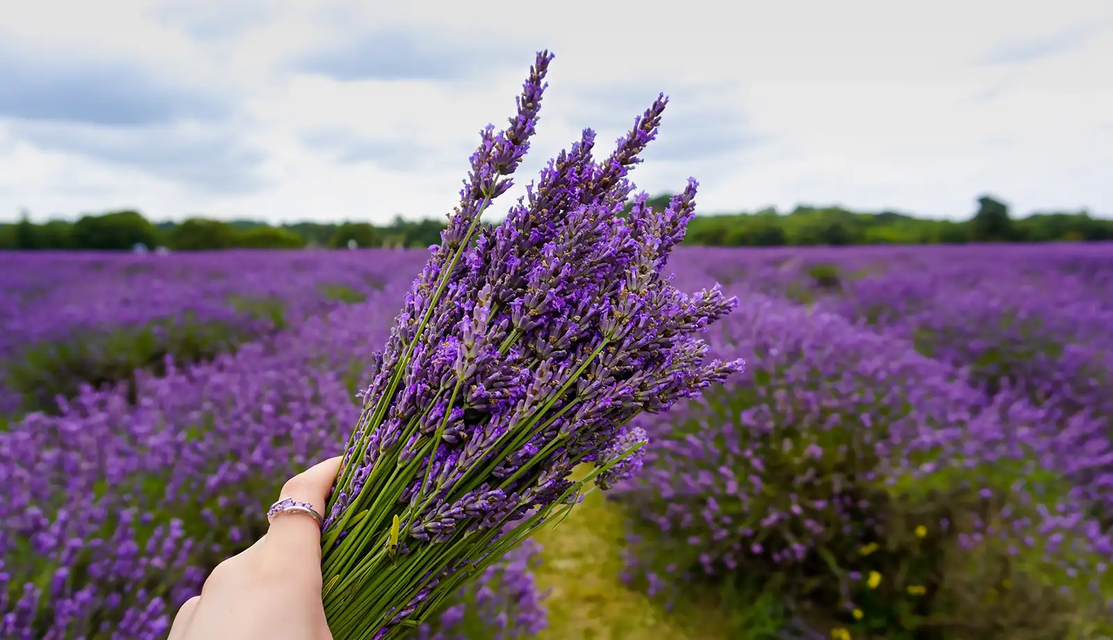 Mê mẩn trước sắc tím của mùa hoa Lavender London