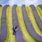 Đắm mình trong khung cảnh tuyệt đẹp của mùa hoa Lavender Scotland