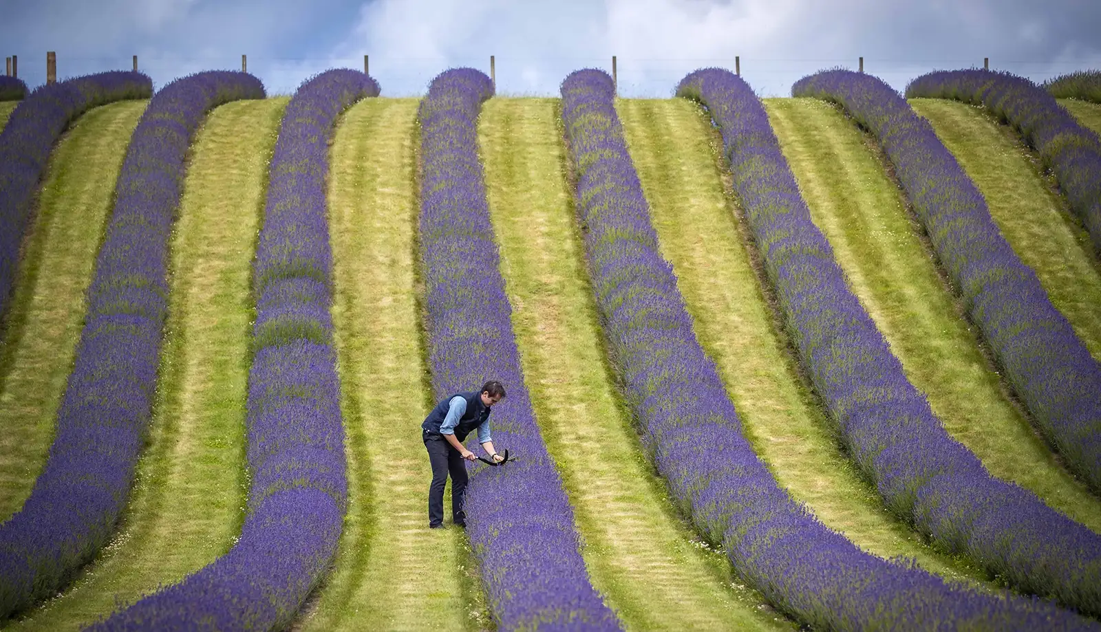 Đắm mình trong khung cảnh tuyệt đẹp của mùa hoa Lavender Scotland