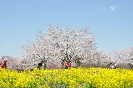 Tour hoa anh đào Nhật Bản Narita - Tokyo - Yokohama - Fuji - Nagoya - Kansai (nở sớm)
